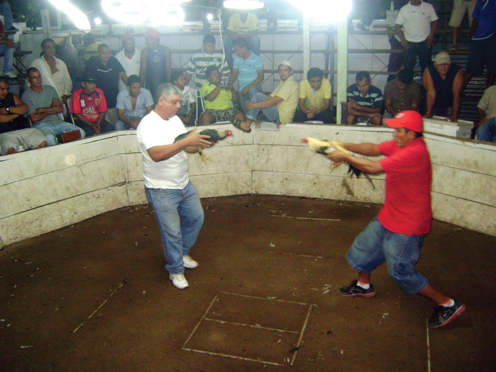 Palenque salvadoreño: pelea de gallos