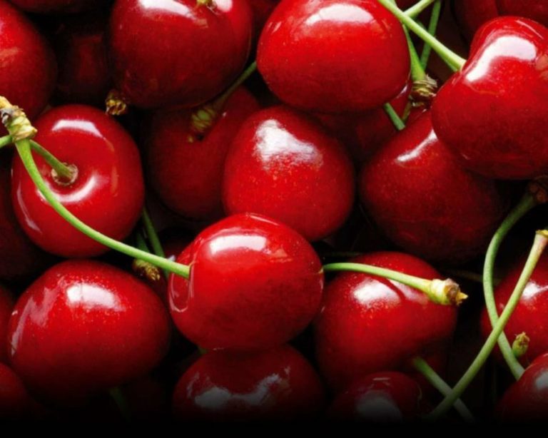 USDA advierte sobre la aparición de plagas peligrosas e incluye a la mosca de la cereza en la lista de alertas