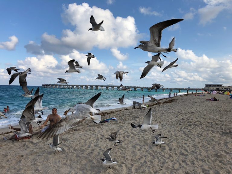 Aprender de las aves