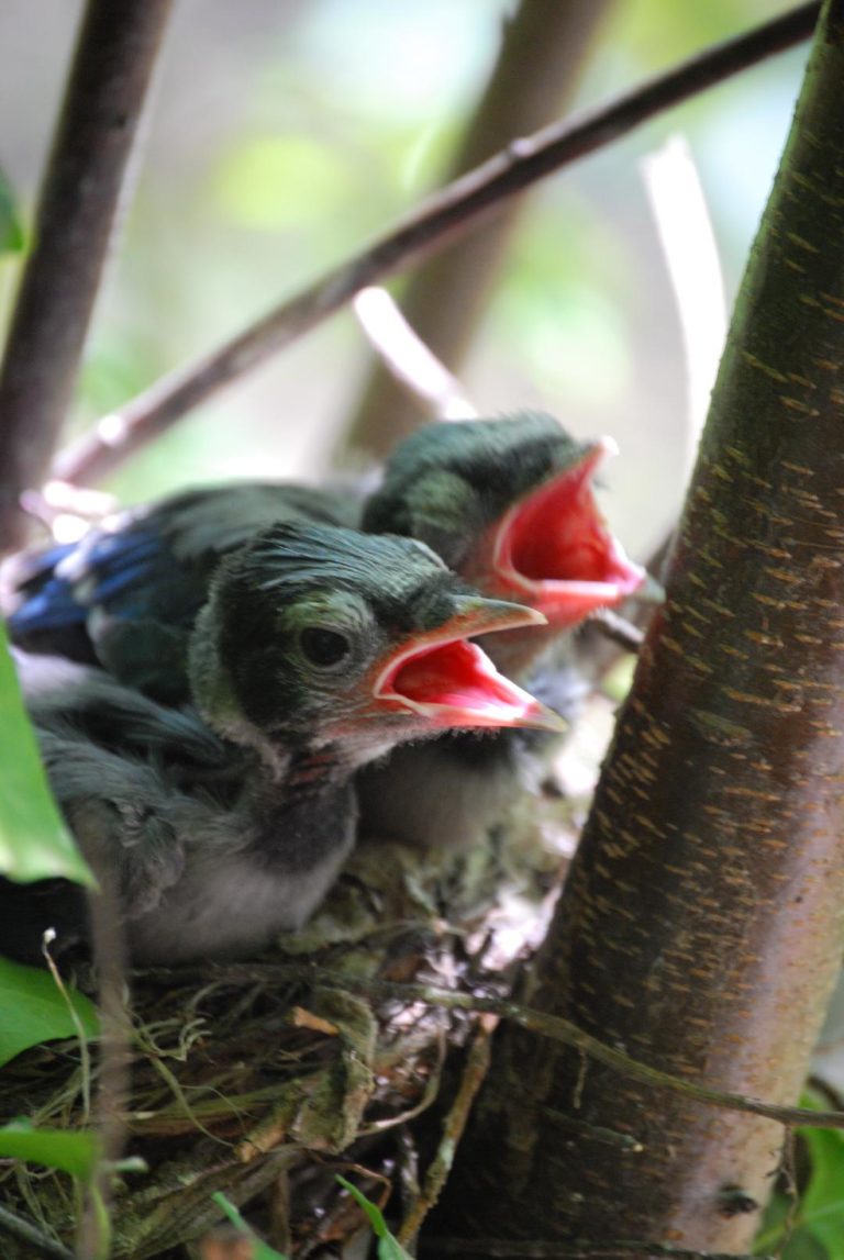 La Industria de la Jardinería y nuestra responsabilidad en cuidar el ambiente