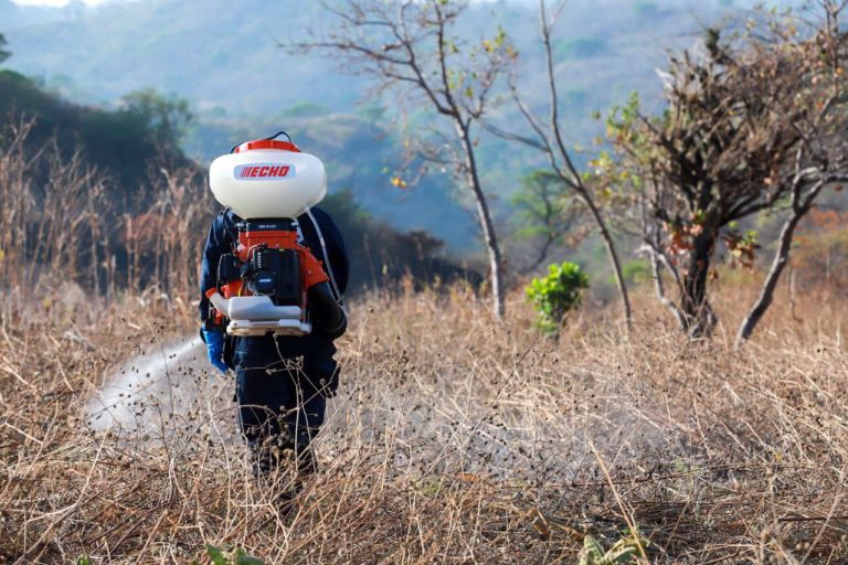 Agricultura utilizará controlador biológico para combatir la langosta voladora y reducir el uso de insecticidas