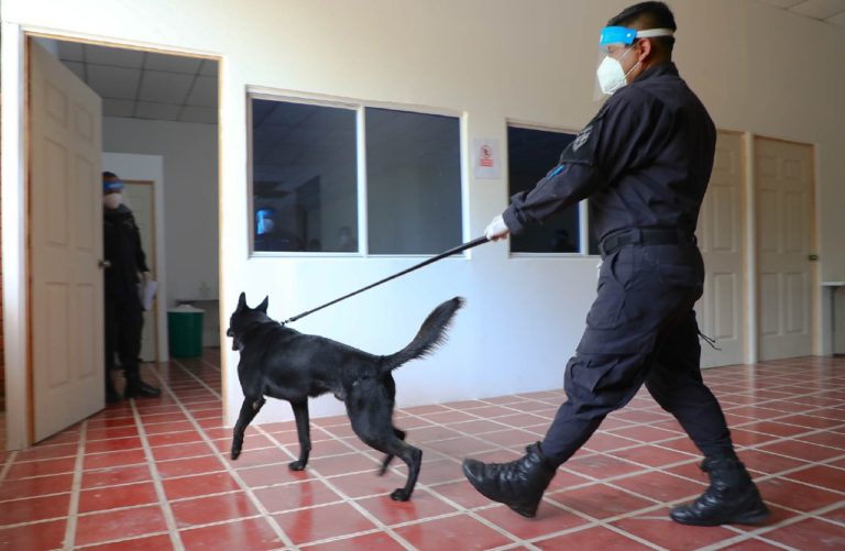 El Salvador primero en el mundo en usar perros con método Arcón para detectar casos de Covid-19