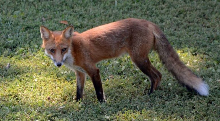 Preocupación por la rabia en Woodbridge