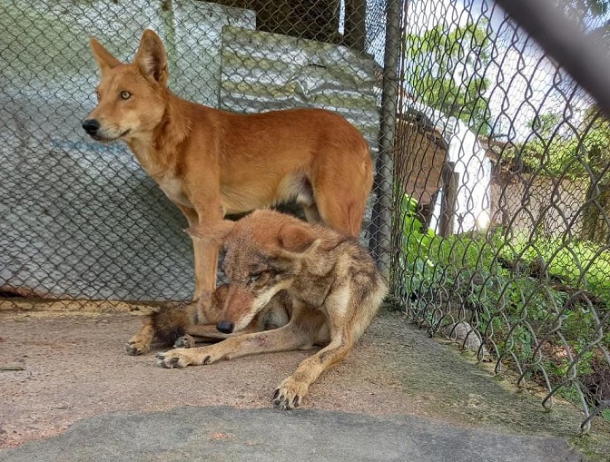 Detienen en Chalatenango a un hombre que tenía en cautiverio a animales sustraídos de áreas protegidas