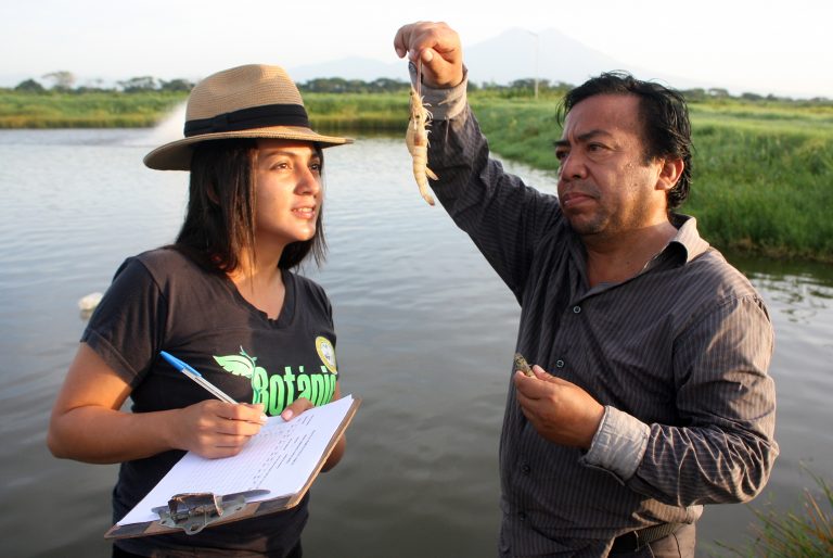 El cultivo del camarón en El Salvador