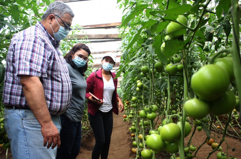 Las hortalizas en las montañas de Chalatenango