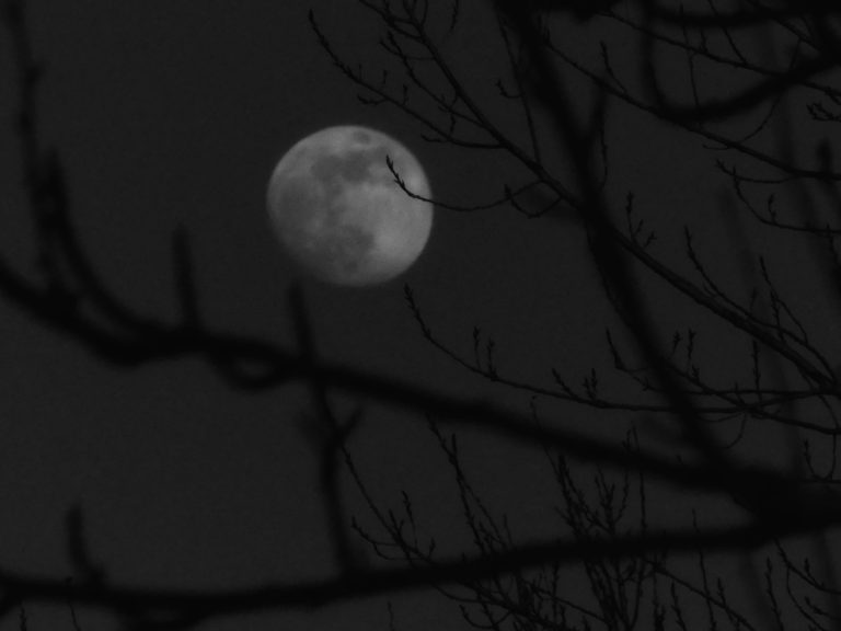 “Luna de lobo” que enamora a la gente