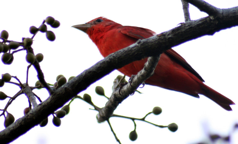 Aves migratorias y animales silvestres en la Universidad de El Salvador