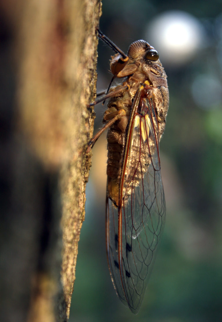 Las Chicharras anuncian la Semana Santa