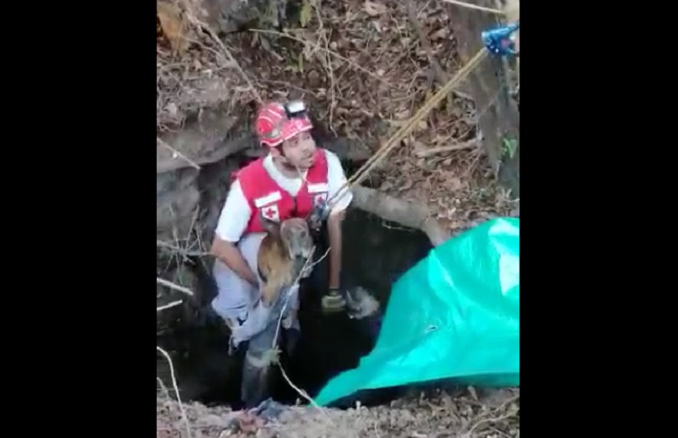 VIDEO | Socorristas de la Cruz Roja rescatan a perro que cayó al fondo de un pozo de 12 metros