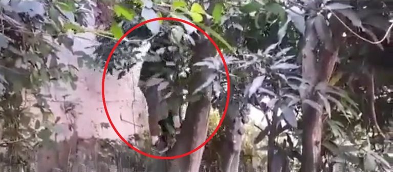 VIDEO / Policía localiza a pandillero que se escondía en un árbol para evadir captura