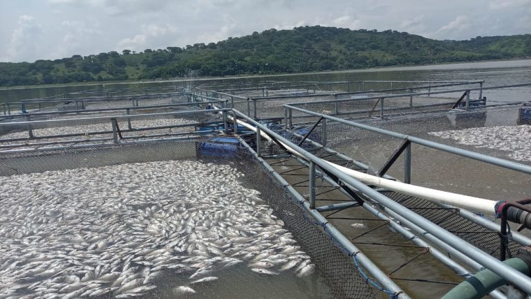 VIDEO | Mortandad de peces en lago de Güija