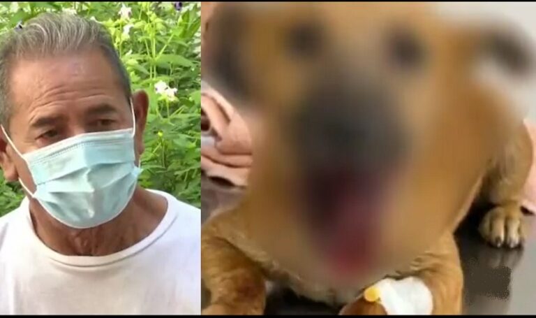 FGR acusa formalmente a adulto mayor que lanzó mortero a perrito y le daño la mandíbula