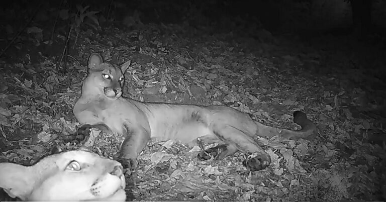 Descubren pumas en zona norte de El Salvador