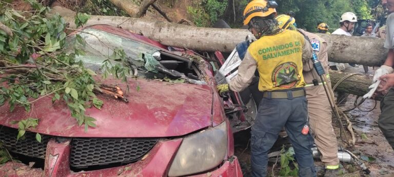 VIDEO | Caída de árbol en carretera Los Chorros causa la muerte de un hombre