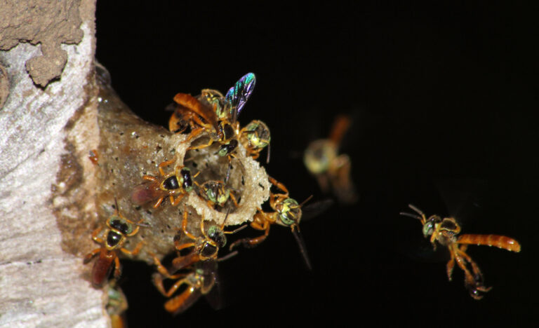 Las abejas sin aguijón producen un antibiótico para problemas de la vista