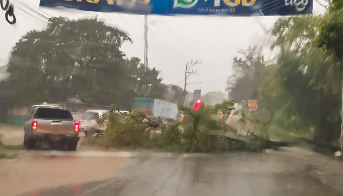 Arboles caídos y deslizamientos de tierras dejan lluvias de este martes