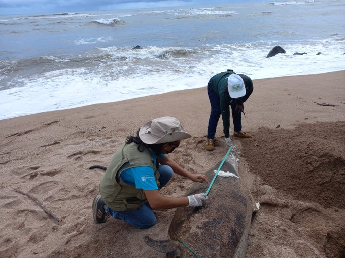 Localizan delfín muerto en playa El Faro de Sonsonate