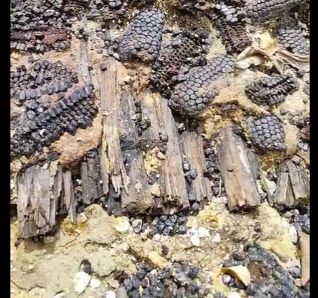 VÍDEO | Encuentran vivienda prehispánica destruida por el volcán Ilopango