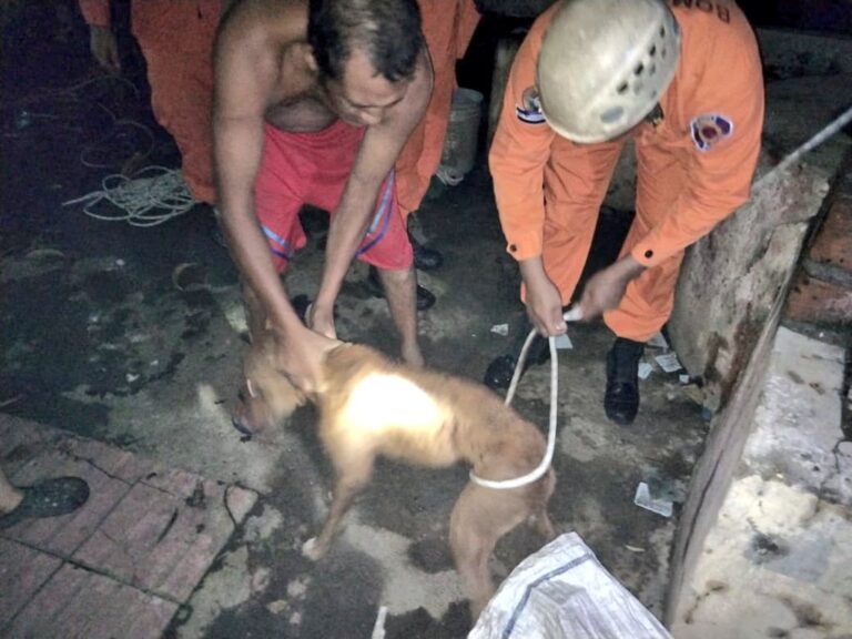 Rescatan a perro que cayó a un pozo de 35 metros