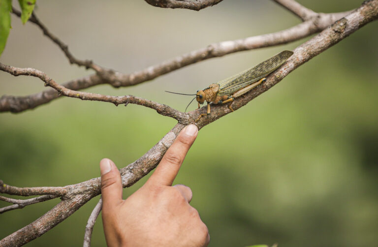 Combaten plaga de langostas en Santa Ana