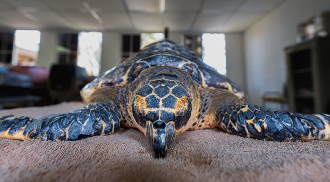 Veterinarios del MARN salvan tortuga que había ingerido plástico