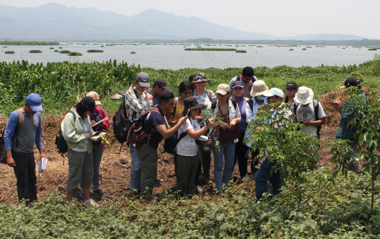 Especies vegetales en Laguna El Jocotal de San Miguel