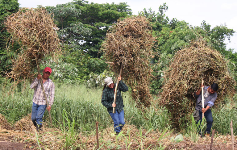 Dependientes e independencias