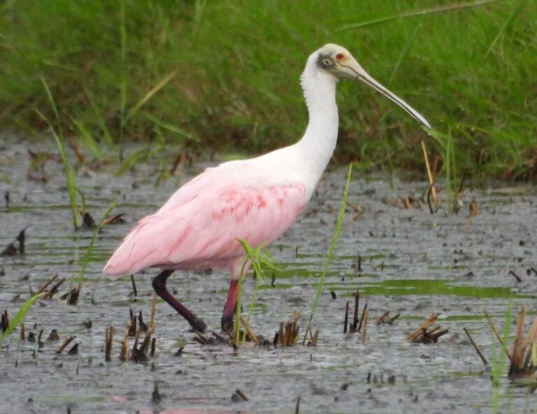 La conservación del agua, las tierras públicas y la vida silvestre, son las prioridades para los residentes en EE.UU.
