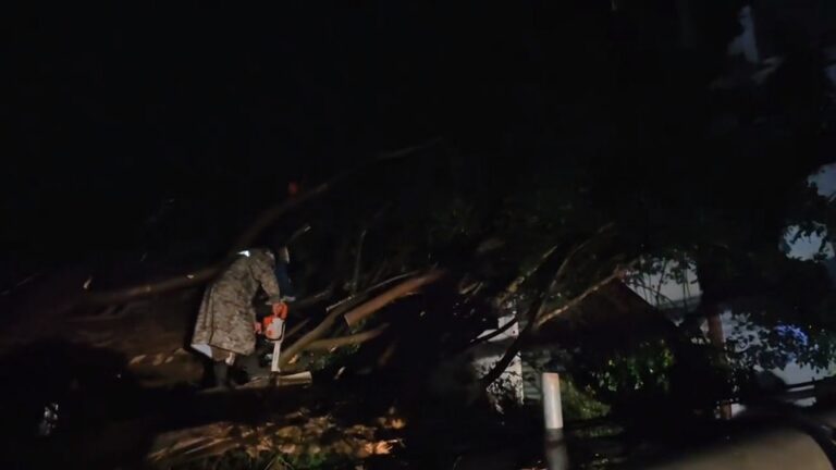 Personal de alcaldía de Zaragoza tala árbol derribado por lluvias