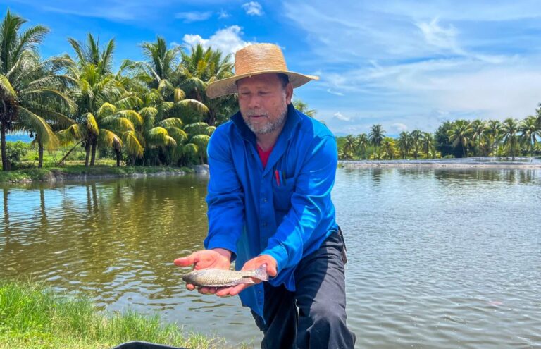 Productores de tilapia instan a población comer pescado