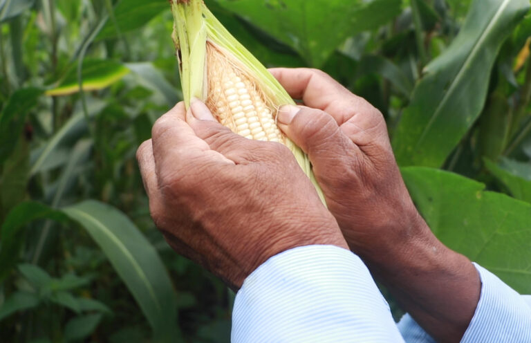 Nueva Ley de Comercialización Agropecuaria garantizará la seguridad alimentaria de El Salvador