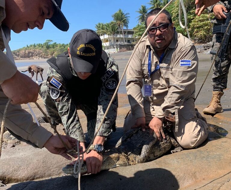 Localizan a un cocodrilo en playa El Icaco, La Unión