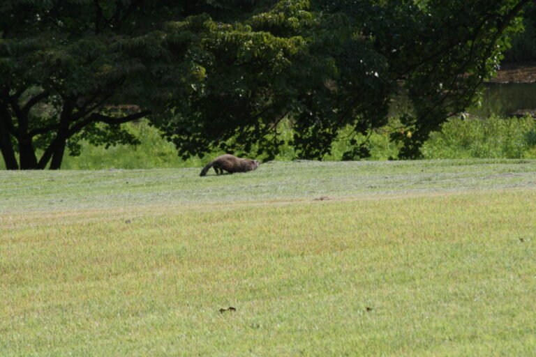 Los atributos divinos, la paciencia de Dios