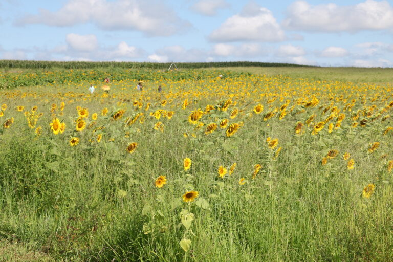 De los gritos de fiesta al enseñamiento feroz