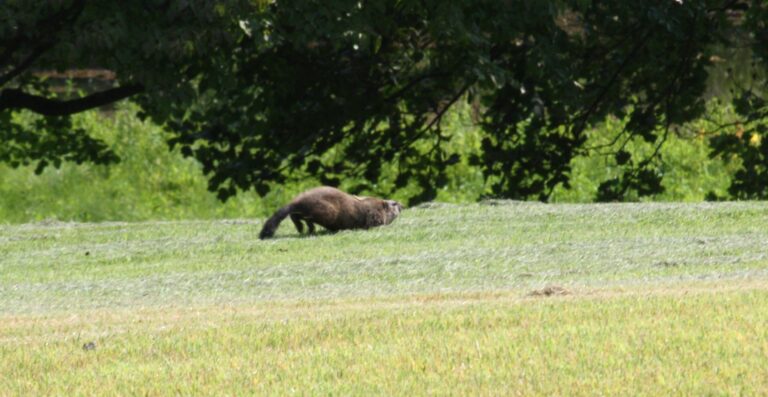 Cambios en el reglamento del alquiler de terrenos públicos federales, benefician a las tierras públicas, la vida silvestre y los contribuyentes