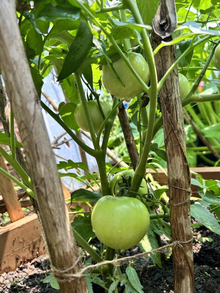 La inocuidad de los alimentos: un asunto de todos en un mundo global