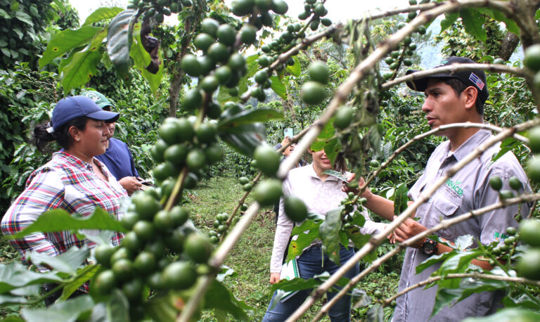 La roya y broca del café, monitoreados por estudiantes universitarios