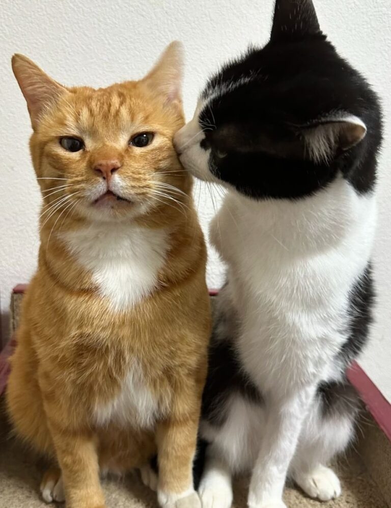 Festival de gatos en Williamsburg, Virginia