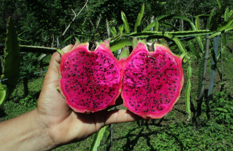 La pitahaya, fruta nutritiva para los salvadoreños