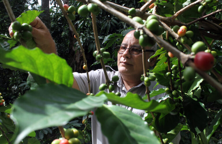 La calidad del ADN en el café, determina su sabor, crecimiento y pureza