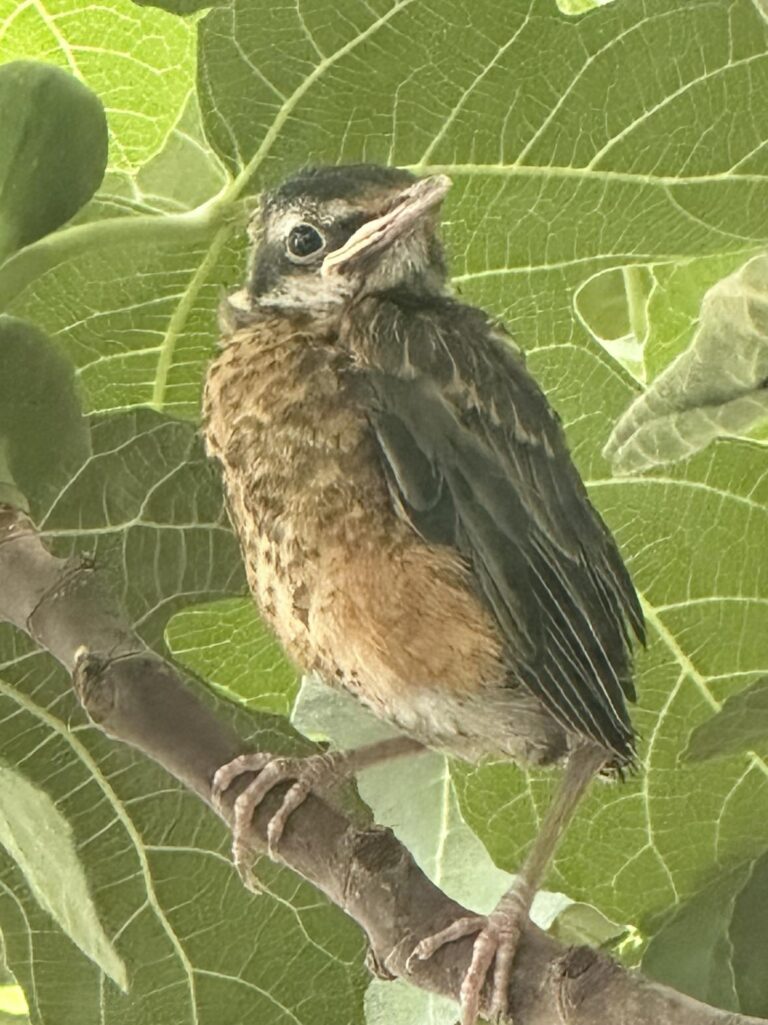 Restituir la certeza, recomponer el mañana