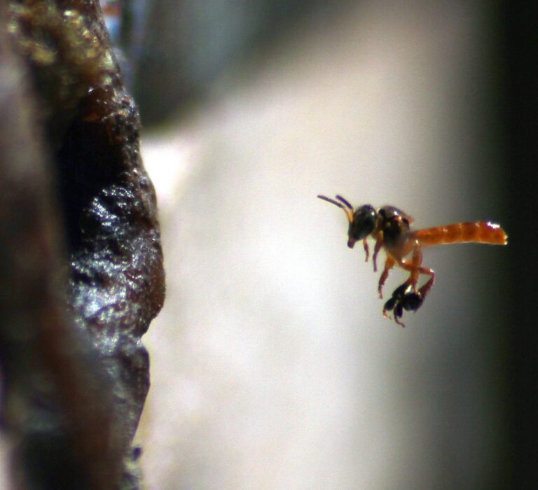 La miel de abeja, medicina milagrosa