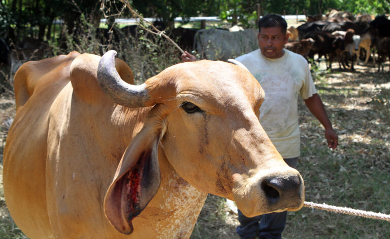 Gusano barrenador, ataca animales y humanos; se extiende en El Salvador