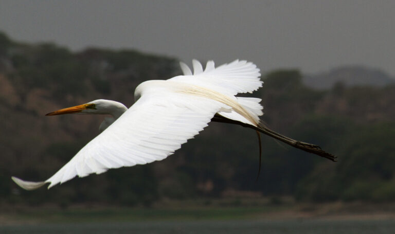 “En seis tribulaciones te librará, y en la séptima no te tocará el mal.”