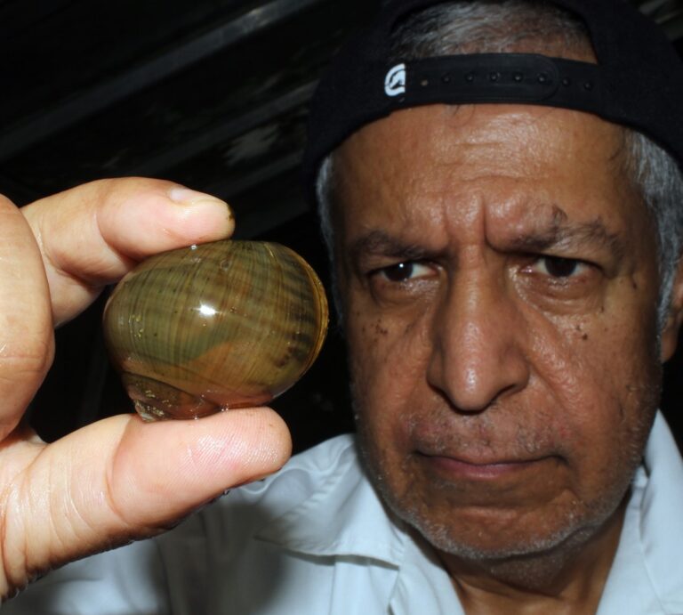 “Treinta años, investigando Abejas sin aguijón, Caracoles y Tilapias”