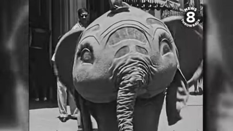 Festejan los 70 años del domingo negro de Walt Disney