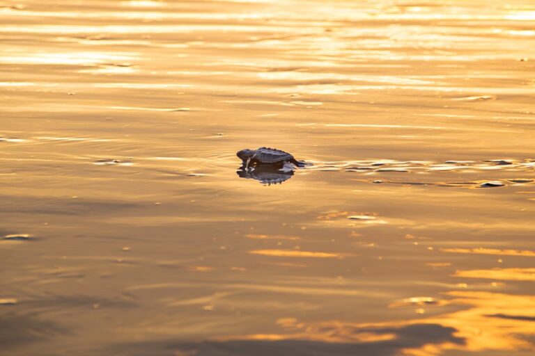 Liberan tortugas marinas en Playa El Espino