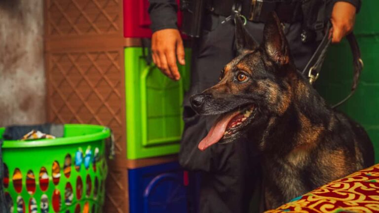 Desmantelan red de narcotraficantes que operaban en Zacamil