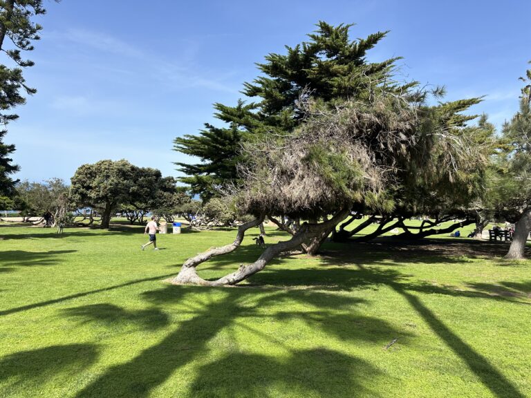 Prudencia, amparo y liberación